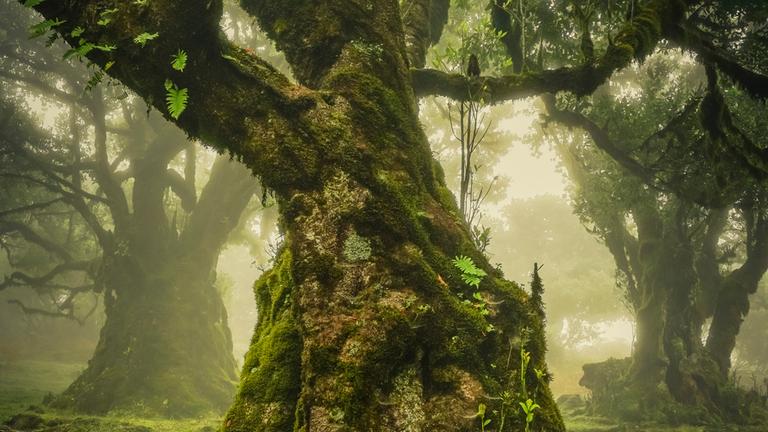 Mit viel Moos bewachsener Baum in einem Wald