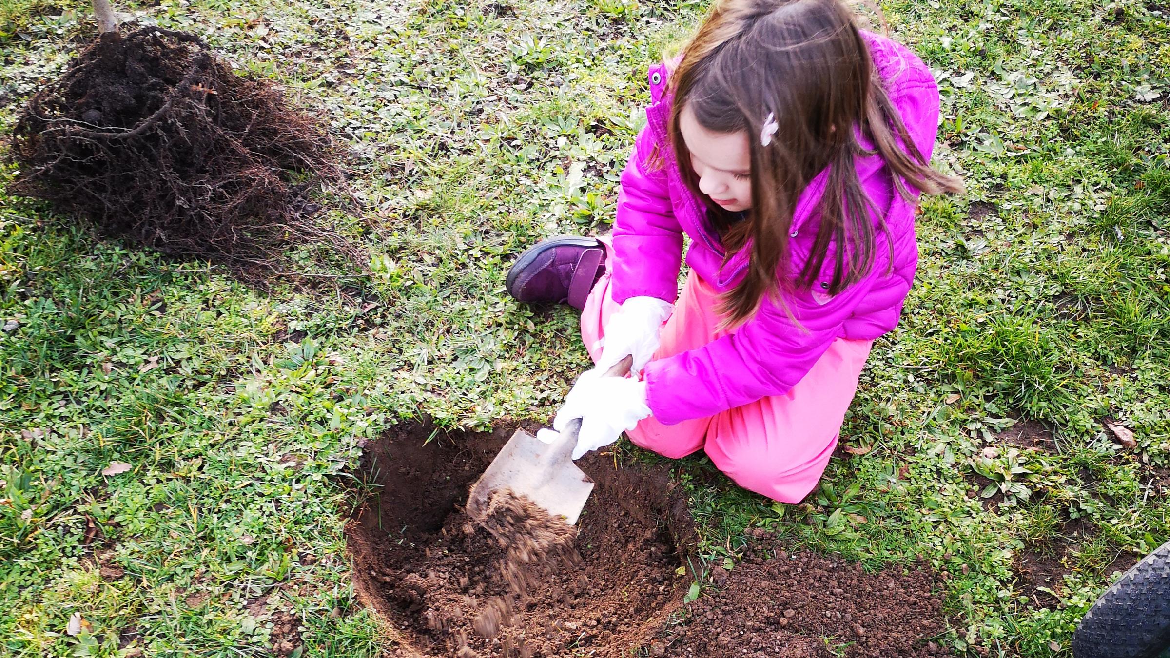 6-jährige Anna pflanzt Eichbaum