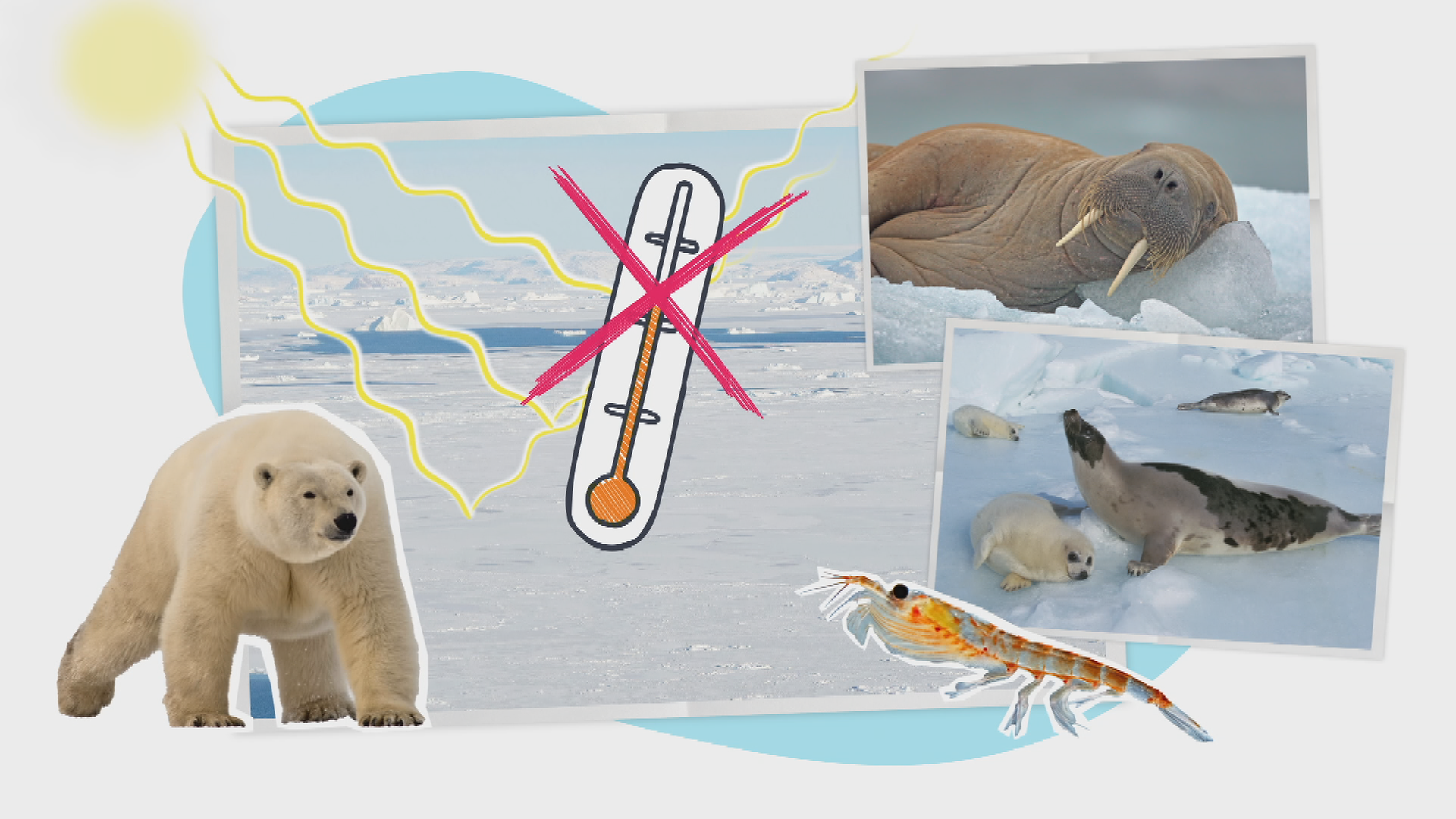 verschiedene Tiere in der Arktis