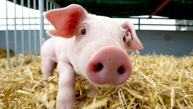 Standbild: Arme Schweine