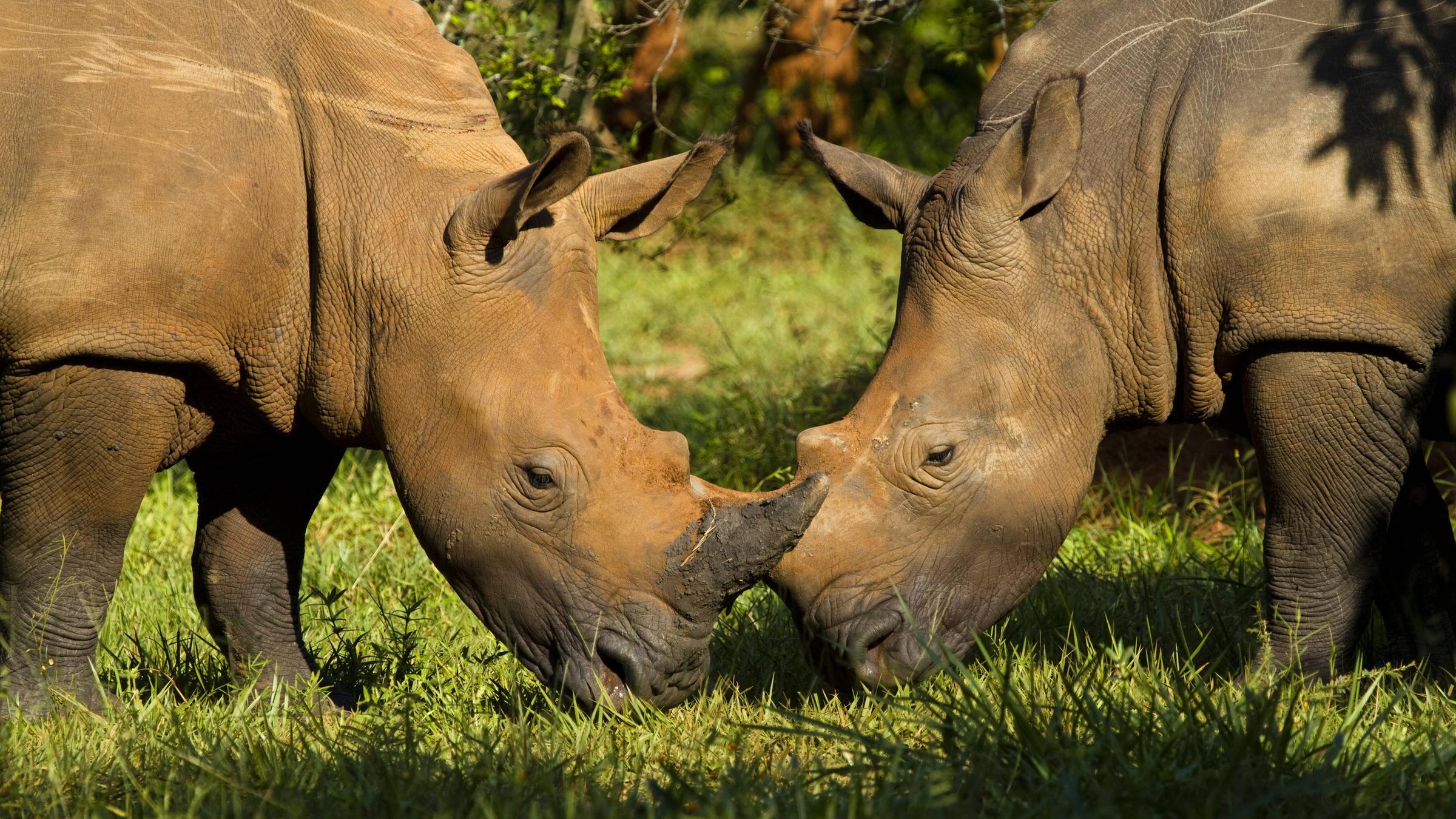 Zwei südliche Breitmaulnashörner stehen sich grasend gegenüber