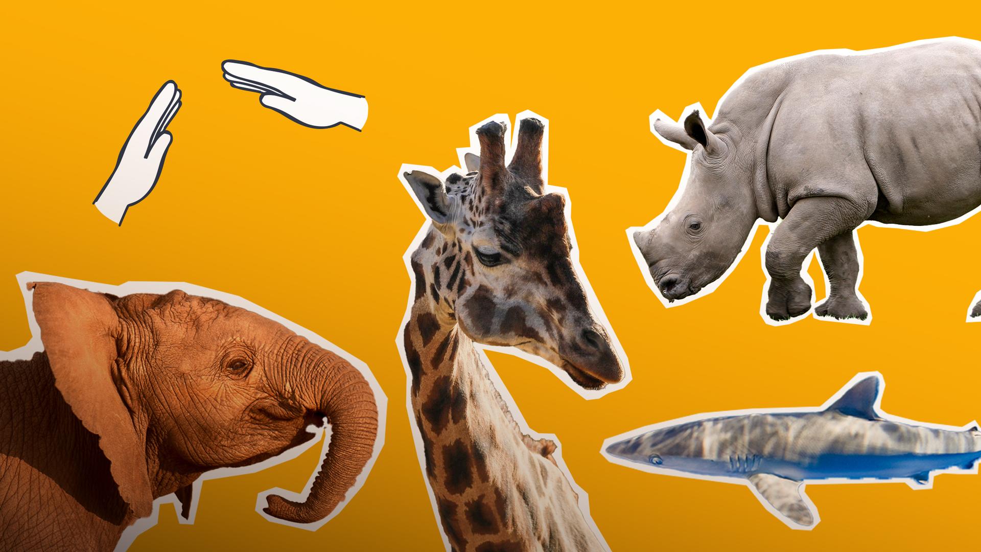 Nashorn, Elefant, Hai und Giraffe ausgeschnitten auf gelben Hintergrund, darüber schützende Hände