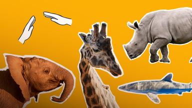 Nashorn, Elefant, Hai und Giraffe ausgeschnitten auf gelben Hintergrund, darüber schützende Hände