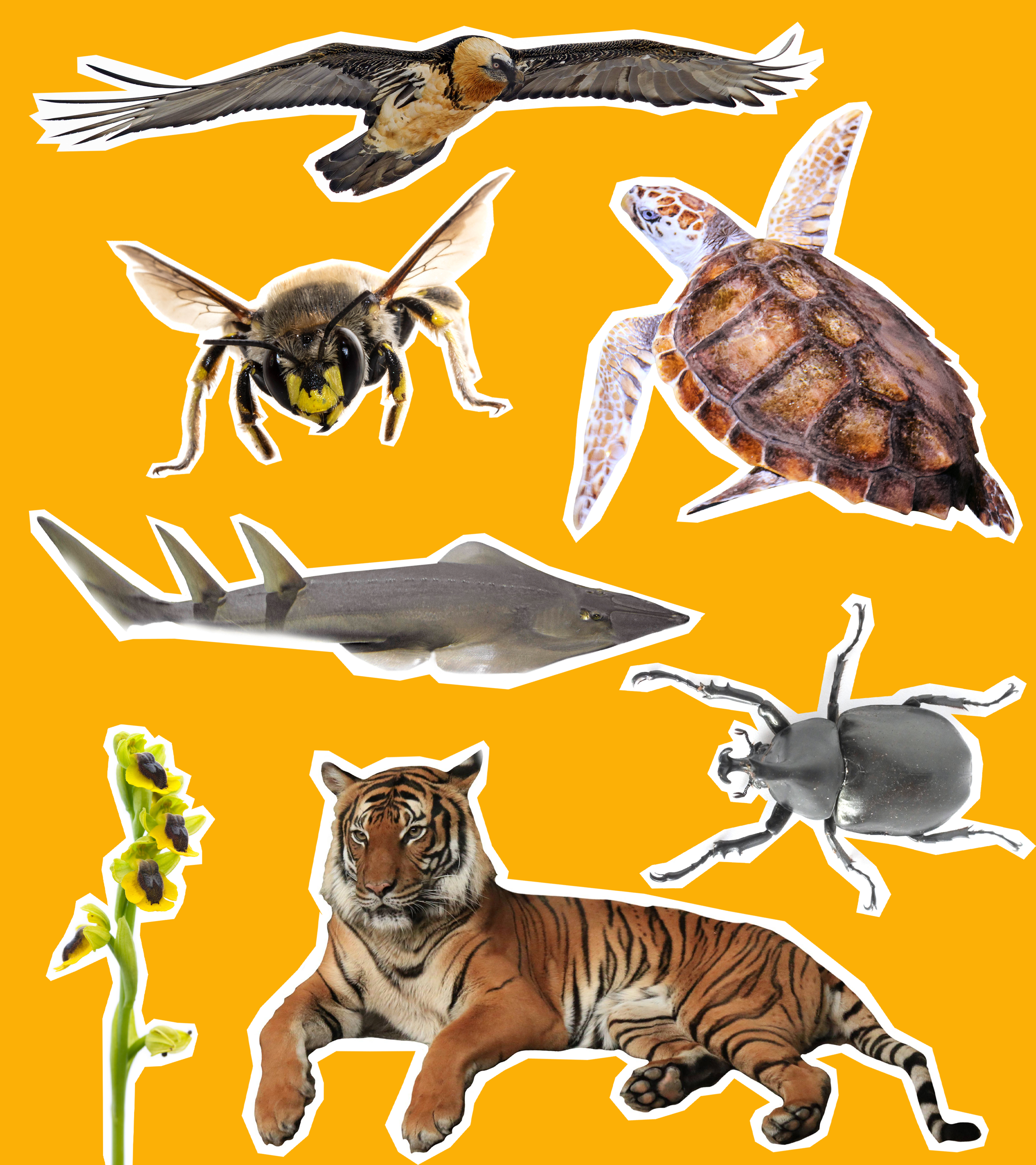 Tiger, Bartgeier, Meeresschildkröte, Rochen, Käfer, wilde Orchidee auf gelbem Grund