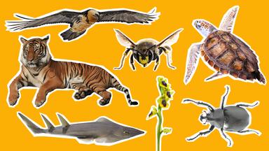 Tiger, Bartgeier, Meeresschildkröte, Rochen, Käfer, wilde Orchidee auf gelbem Grund