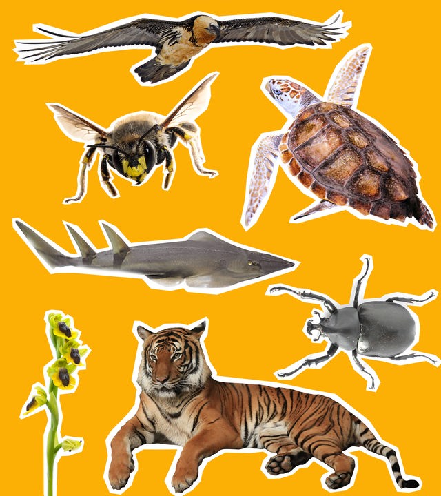 Tiger, Bartgeier, Meeresschildkröte, Rochen, Käfer, wilde Orchidee auf gelbem Grund