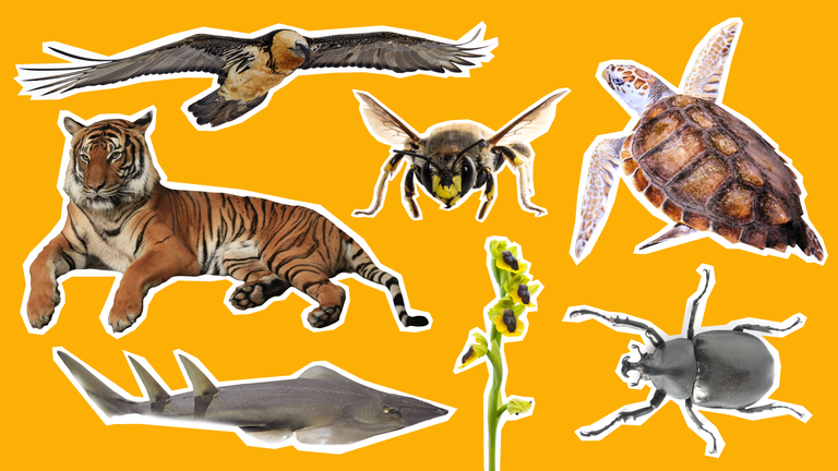 Tiger, Bartgeier, Meeresschildkröte, Rochen, Käfer, wilde Orchidee auf gelbem Grund