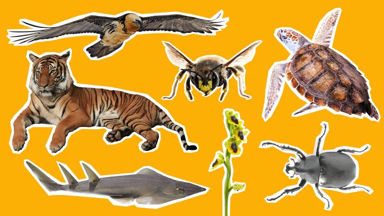 Tiger, Bartgeier, Meeresschildkröte, Rochen, Käfer, wilde Orchidee auf gelbem Grund