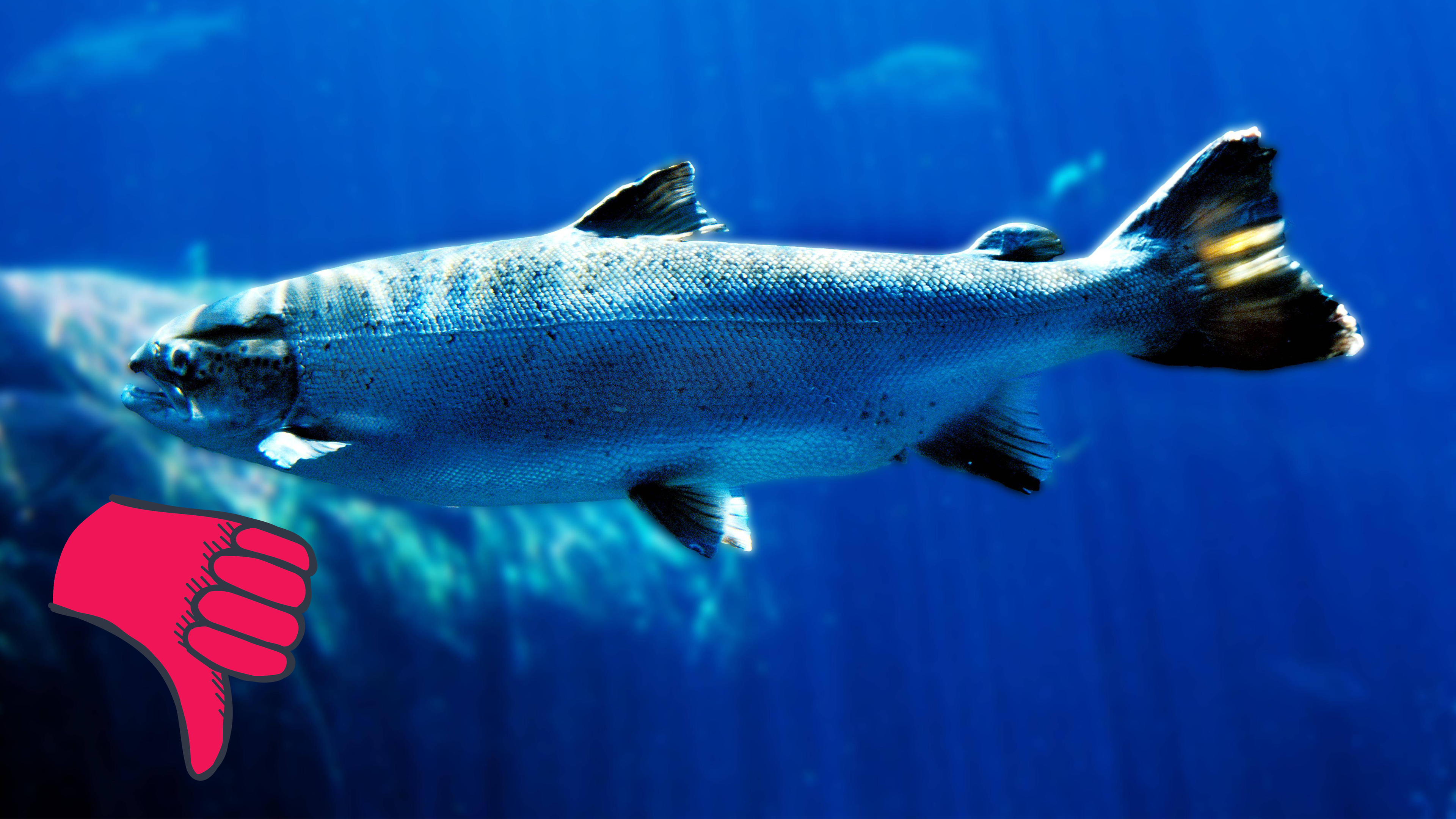 Atlantischer Lachs