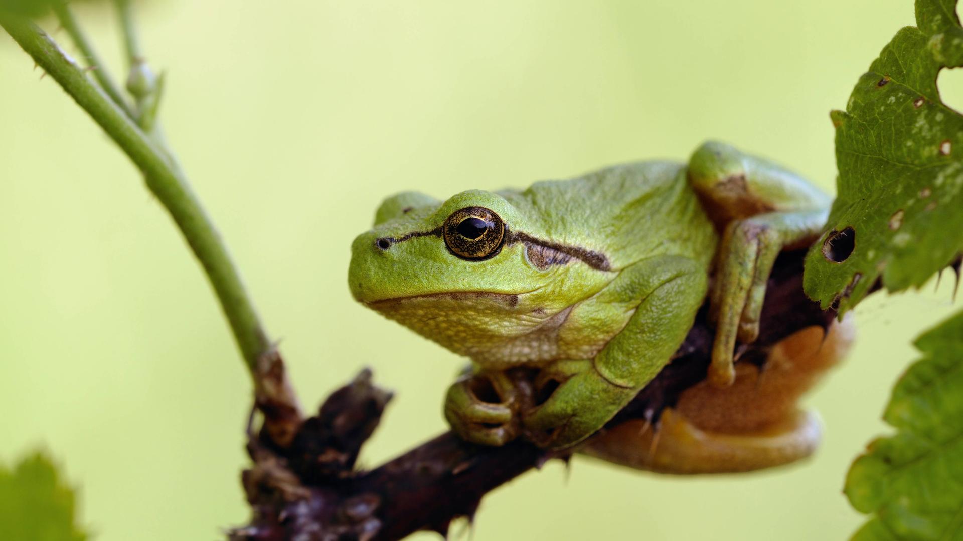 Anders als Menschen können Frösche auch sehen, was hinter ihnen passiert.