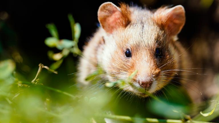 Ein Feldhamster auf einer Wiese