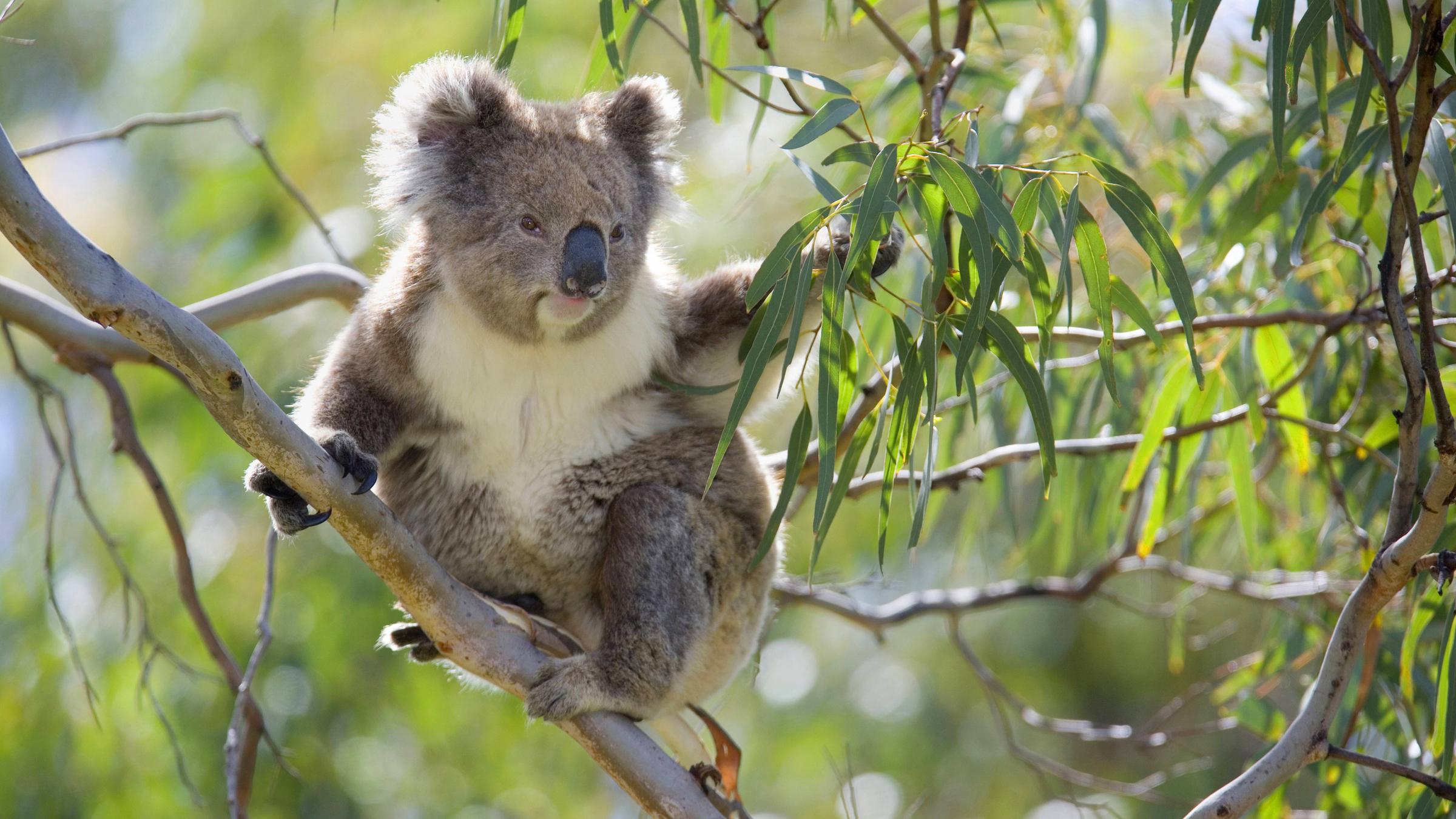 Koala sitzt auf Eukalyptus-Baum in Australien