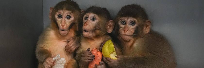 Drei Baby Affen kauern sich zusammen.