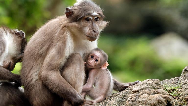 Ein Babyaffe kuschelt mit seiner Mutter