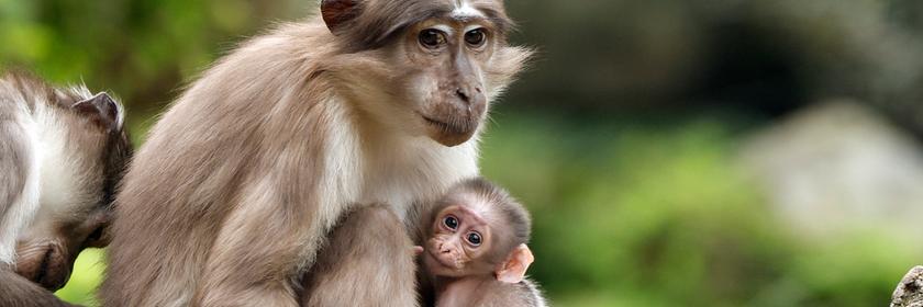 Ein Babyaffe kuschelt mit seiner Mutter