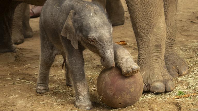Ein Babyelefant spielt mit einem Ball. 