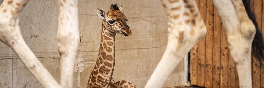 Ein Giraffenbaby sitzt im Gehege und ruht sich aus.