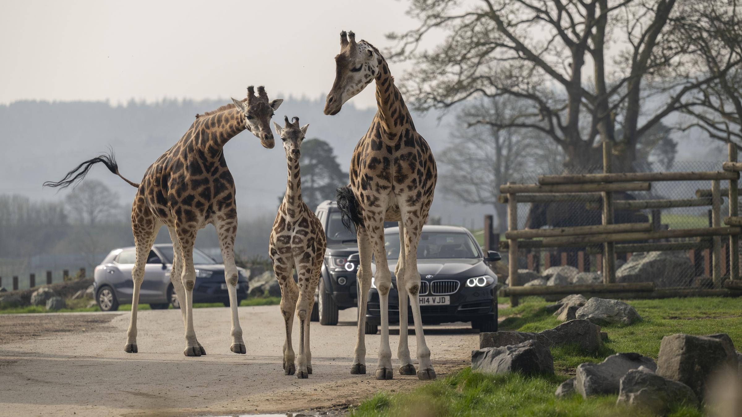 Baby Giraffe Olive verlässt zum ersten Mal das Gehege