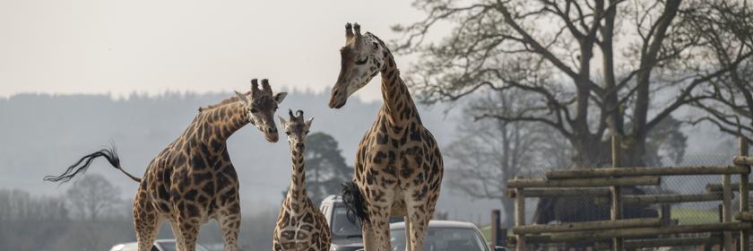 Baby Giraffe Olive verlässt zum ersten Mal das Gehege
