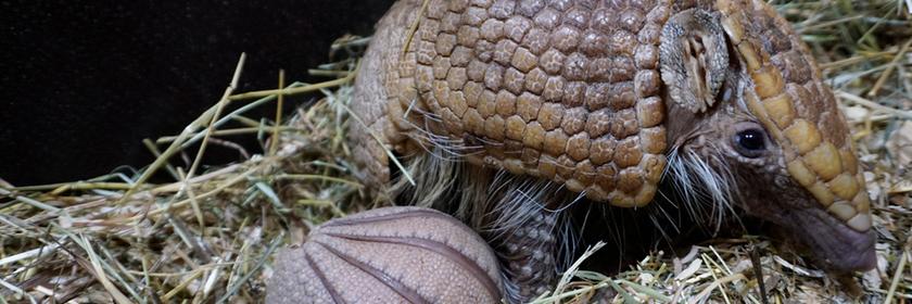 Kugelgürteltier Paloma mit ihrem Nachwuchs in Kleve