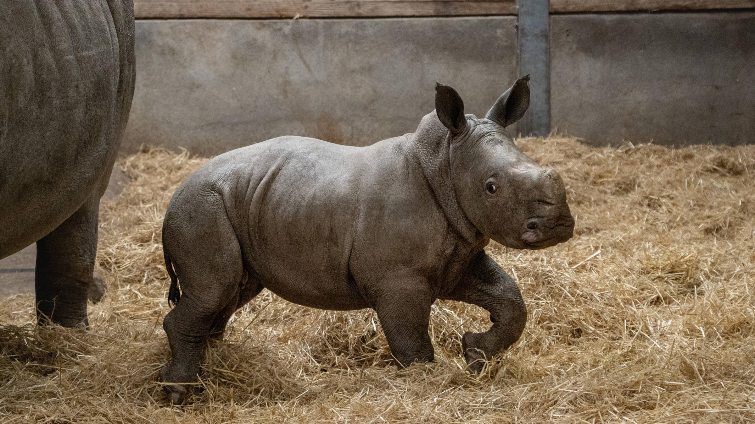 Baby Nashorn Stanley