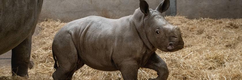 Baby Nashorn Stanley