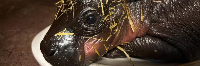 Das winzige Zwergflusspferd-Baby wird gewogen. 
