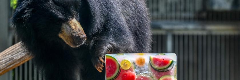 Bär schnüffelt in Indien an einem Eisblock mit Früchten