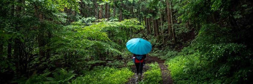 Ein Mann mit blauem Regenschirm läuft durch einen Wald.