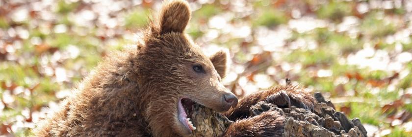Bären erwachen aus Winterruhe