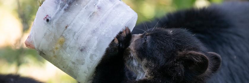 Die Brillenbaeren im Zoo Zuerich bekommen eine Futterglace, am Freitag, 19. Juni 2026 in Zuerich. Die Futterglace ist fuer die Baeren mehr eine Beschaeftigung als eine spezielle Massnahme vom Zoo aufgrund der Hitze, dient den Baeren aber gleichwohl als willkommene Abkuehlung.