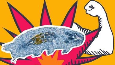 Ein superstarkes Bärtierchen