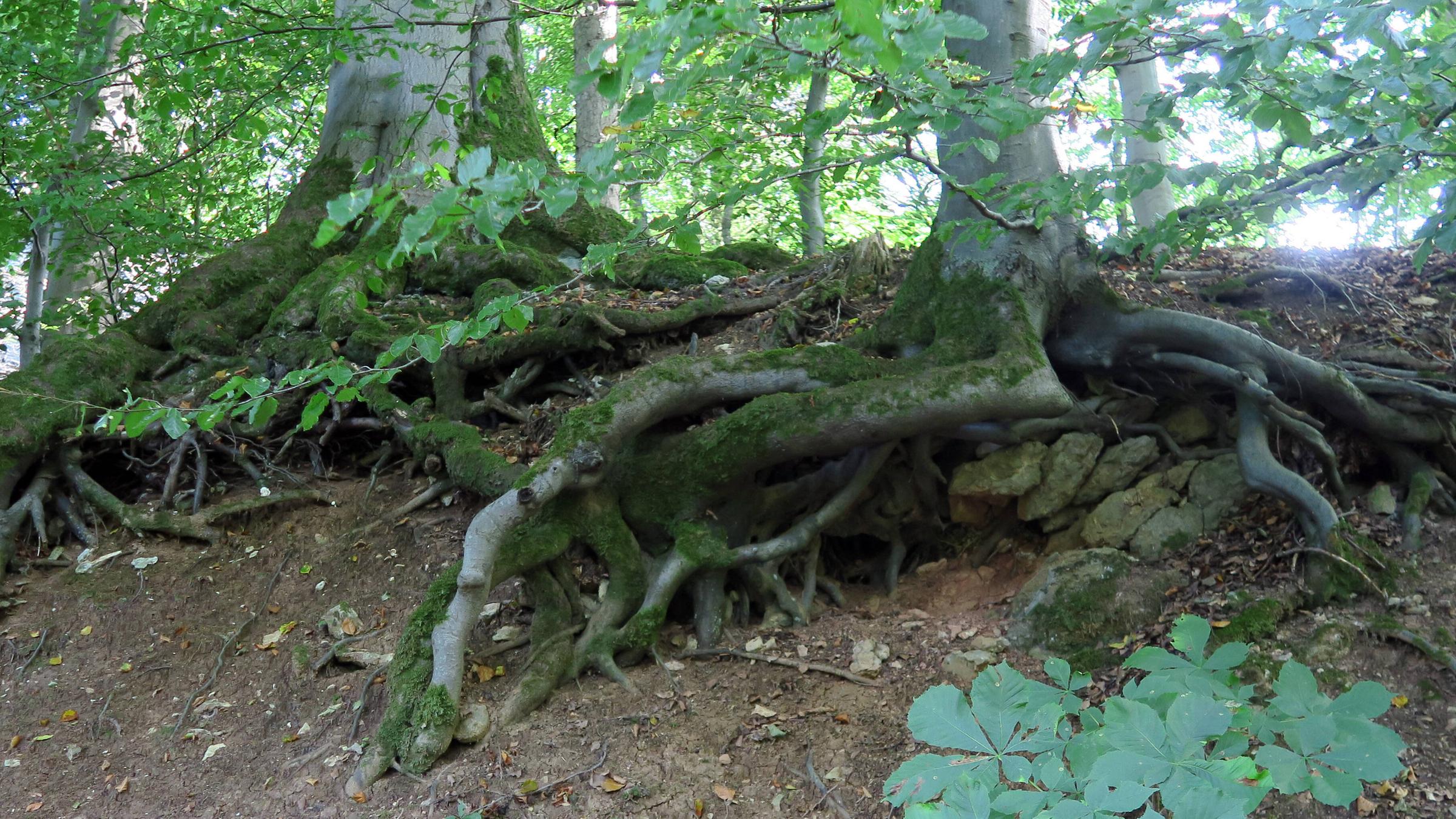 Wenn zum Beispiel ein Baum krank wird, wird dieser von den umliegenden Bäumen unterstützt. Durch vernetzte Wurzeln wird dieser angeschlagene Baum mit einer Zuckerlösung von anderen Bäumen versorgt. So versorgen die stärkeren und gesunden Bäume ihre schwächeren und kranken Nachbarn. Dadurch bleibt der gesamte Wald gesund. 