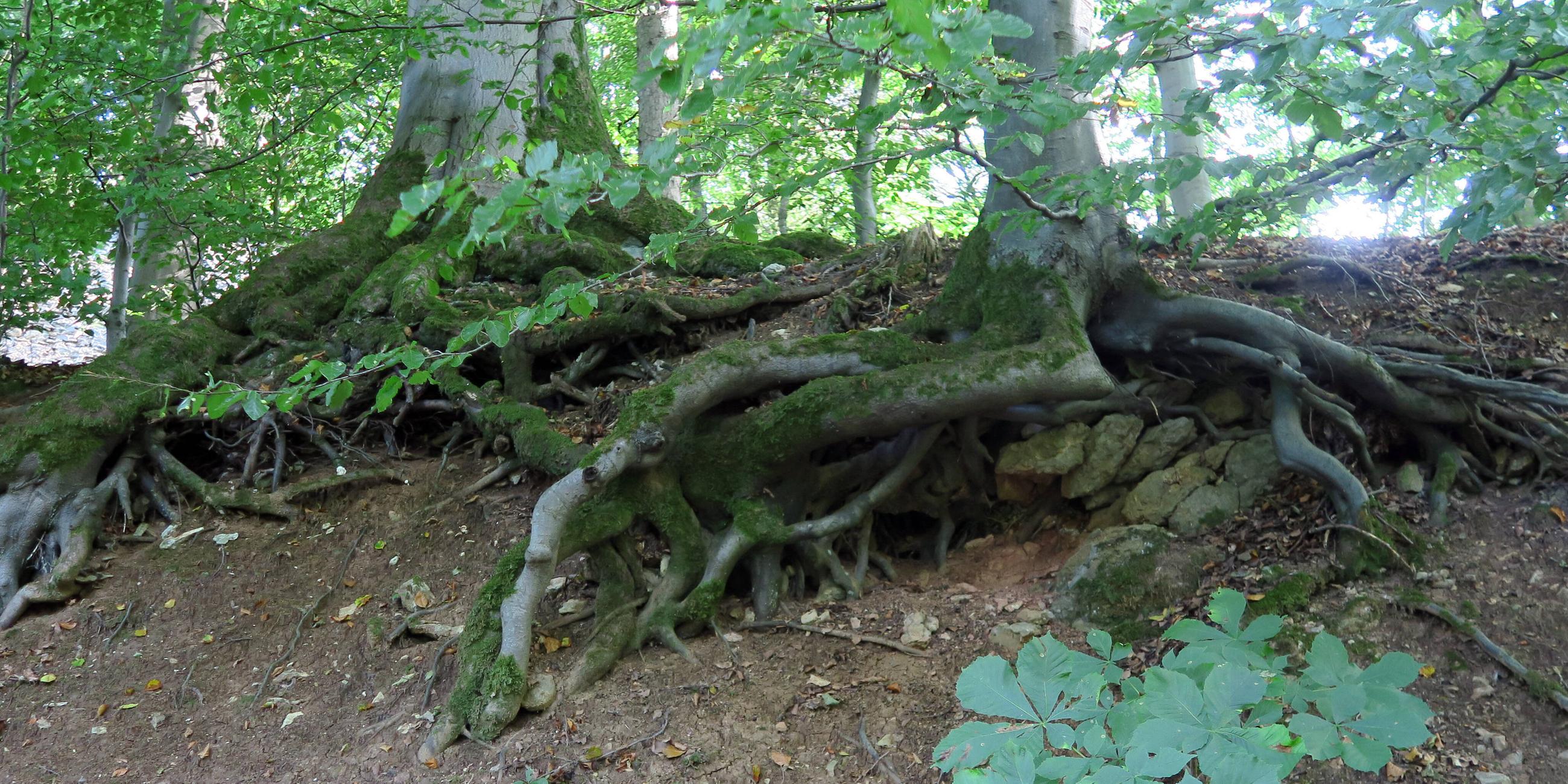 Wenn zum Beispiel ein Baum krank wird, wird dieser von den umliegenden Bäumen unterstützt. Durch vernetzte Wurzeln wird dieser angeschlagene Baum mit einer Zuckerlösung von anderen Bäumen versorgt. So versorgen die stärkeren und gesunden Bäume ihre schwächeren und kranken Nachbarn. Dadurch bleibt der gesamte Wald gesund. 