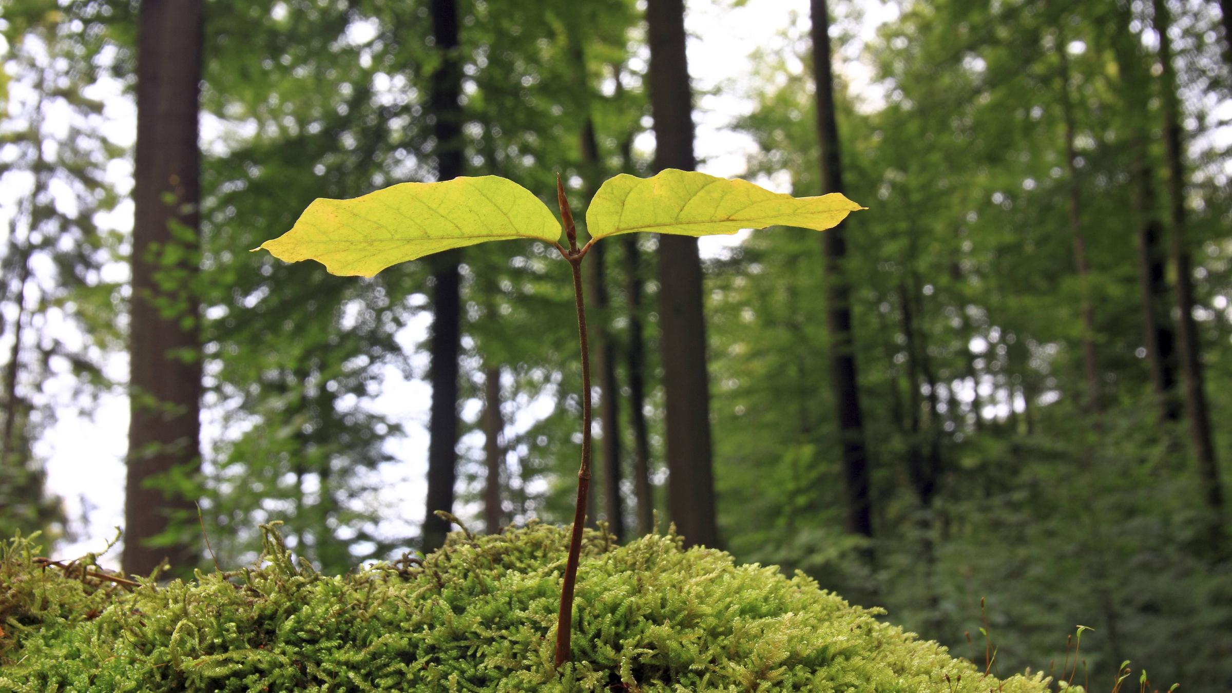 Rotbuche, Rot-Buche, Buche (Fagus sylvatica), Buchenkeimling steht auf einem Moospolster, Deutschland, Hessen common beech (Fagus sylvatica), beech seedling growing in moss, Germany, Hesse BLWS507209 Copyright: xblickwinkel/McPHOTO/O.xSchreiterx