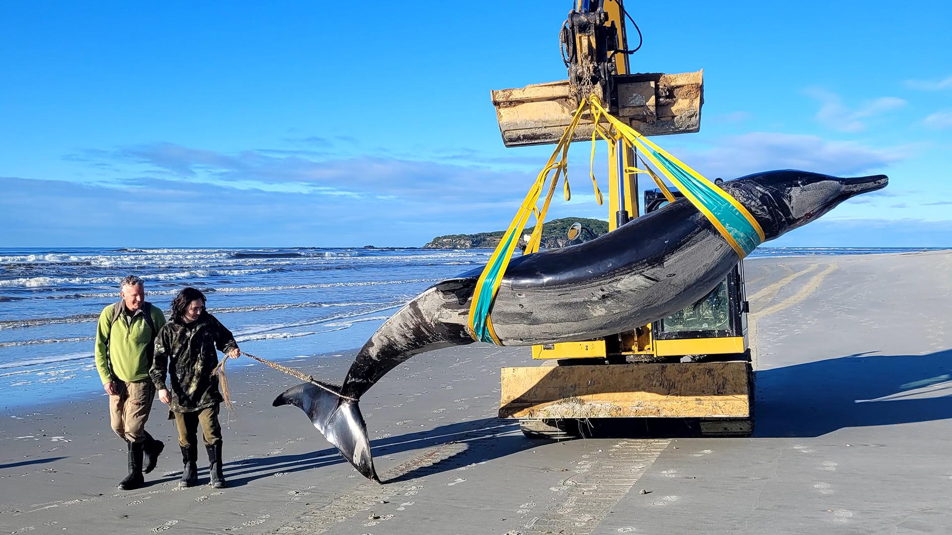 Die vom New Zealand Department of Conservation zur Verfügung gestellte Aufnahme zeigt einen Bahamonde-Schnabelwal, der an einem Strand in der Region Otago an Land gespült wurde