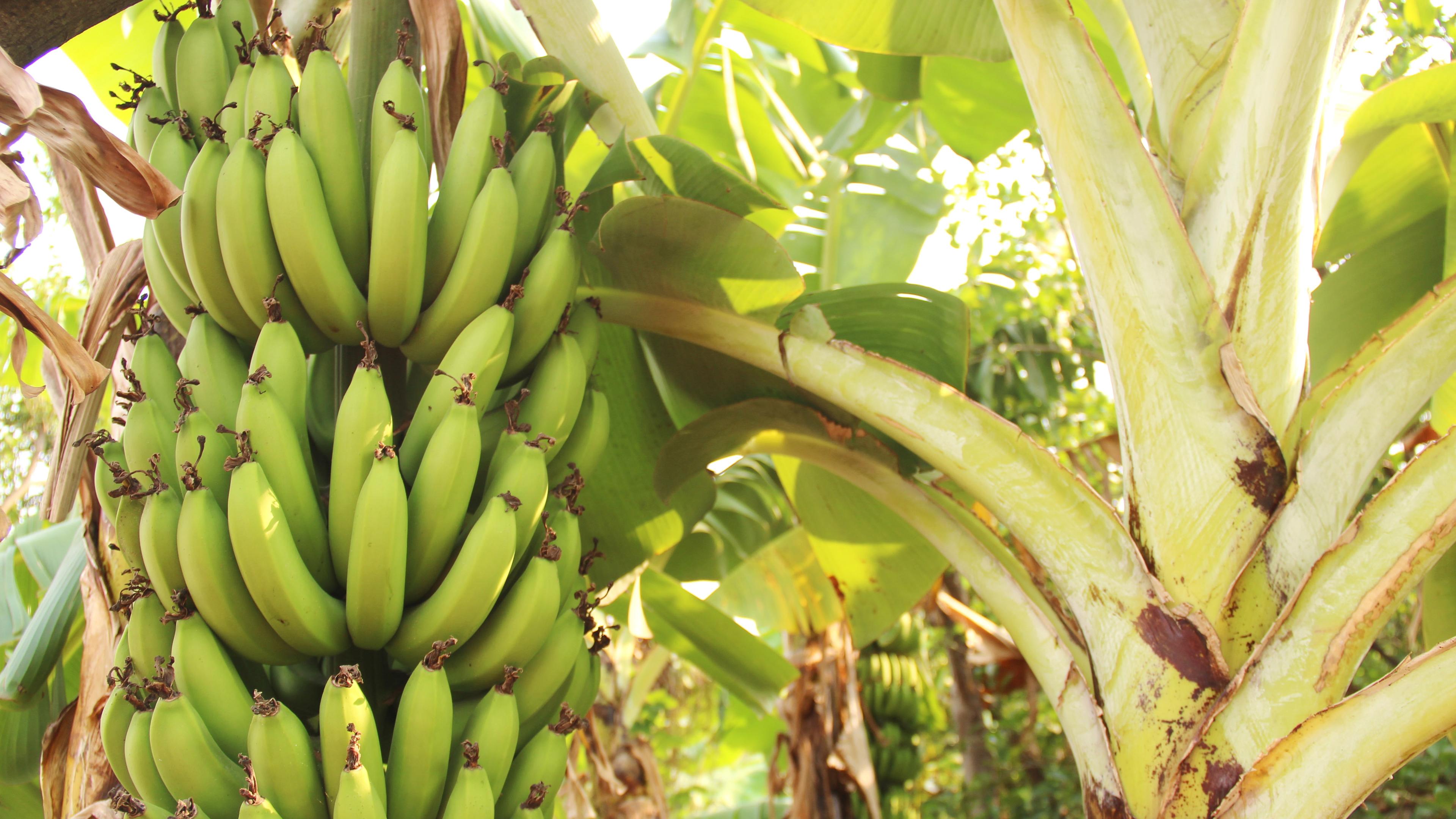 Bananenstaude