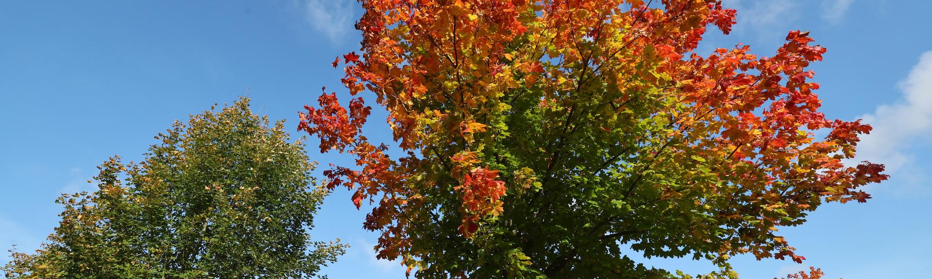 Herbstlich verfärbt sind die Ahornbäume an einem Waldstück.