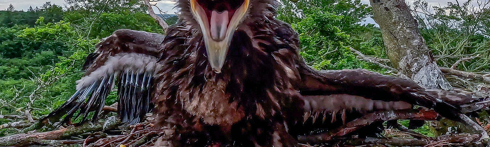 Ein Seeadler-Küken sitzt in seinem Nest und hat den Schnabel weit offen. 