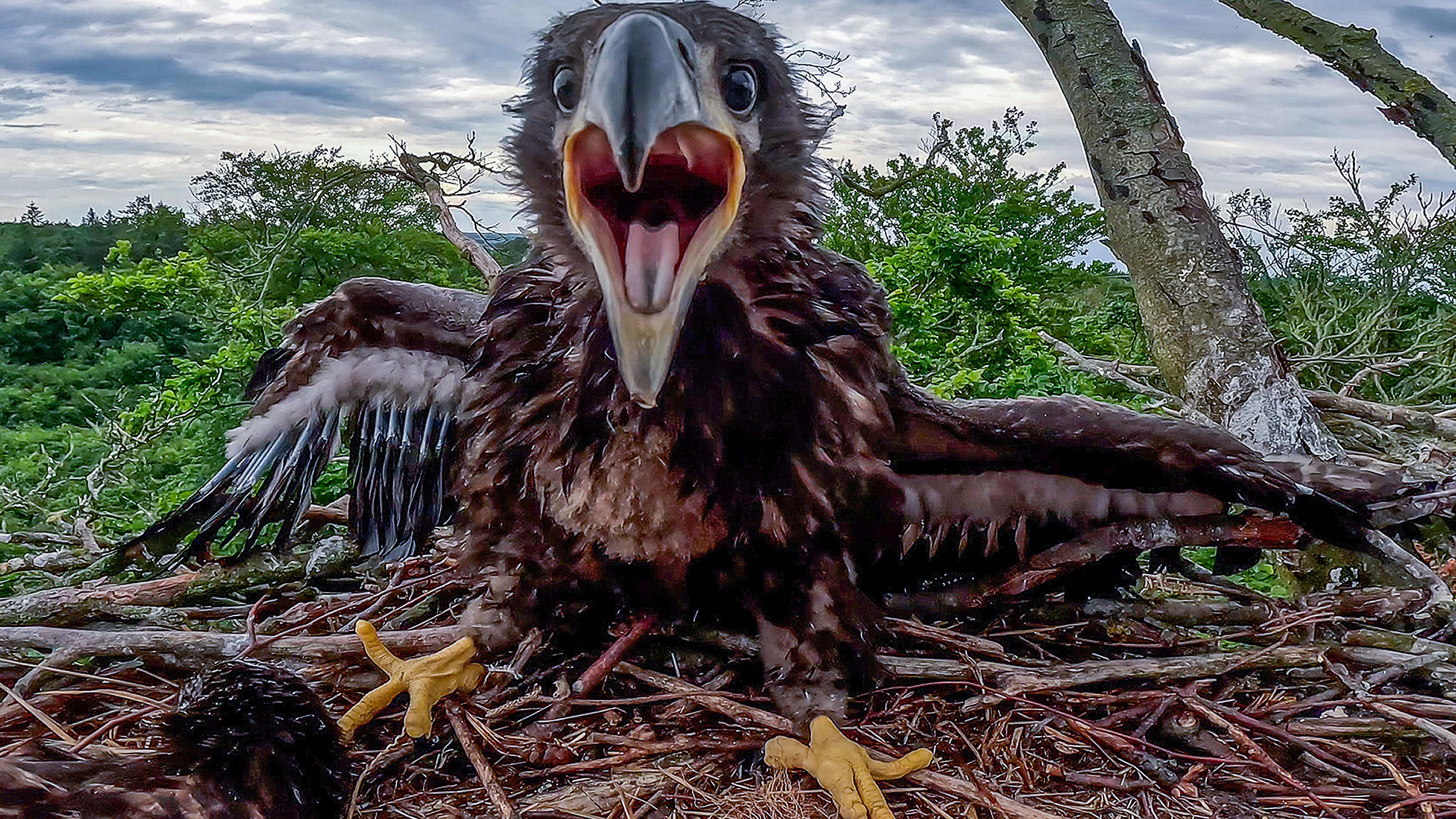 Ein Seeadler-Küken sitzt in seinem Nest und hat den Schnabel weit offen. 