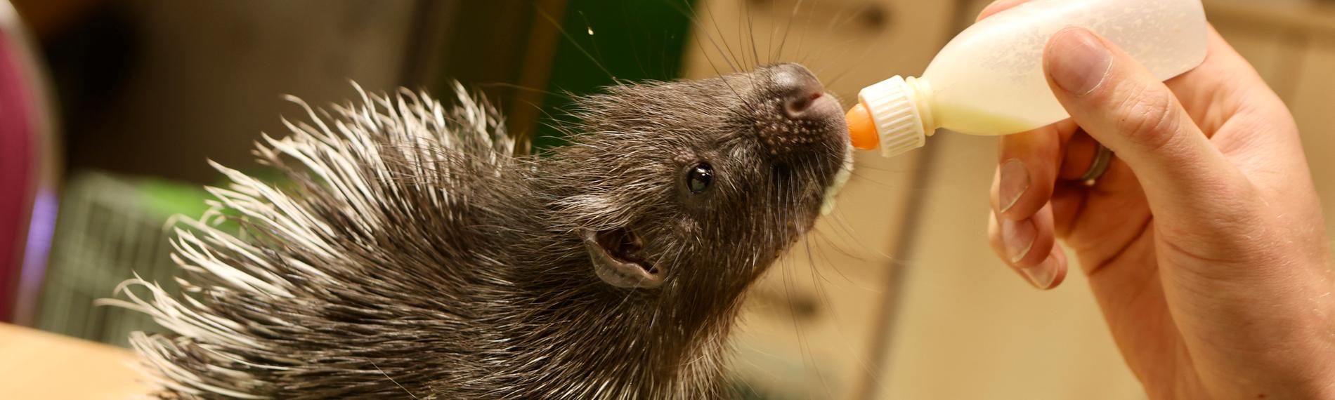 Stachelschweinbaby wird mit der Flasche aufgezogen