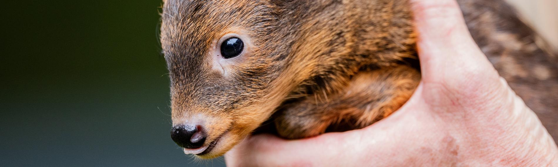 Weibliches Südpudu Baby Adora sitzt auf der Hand eines Pflegers im Kölner Zoo