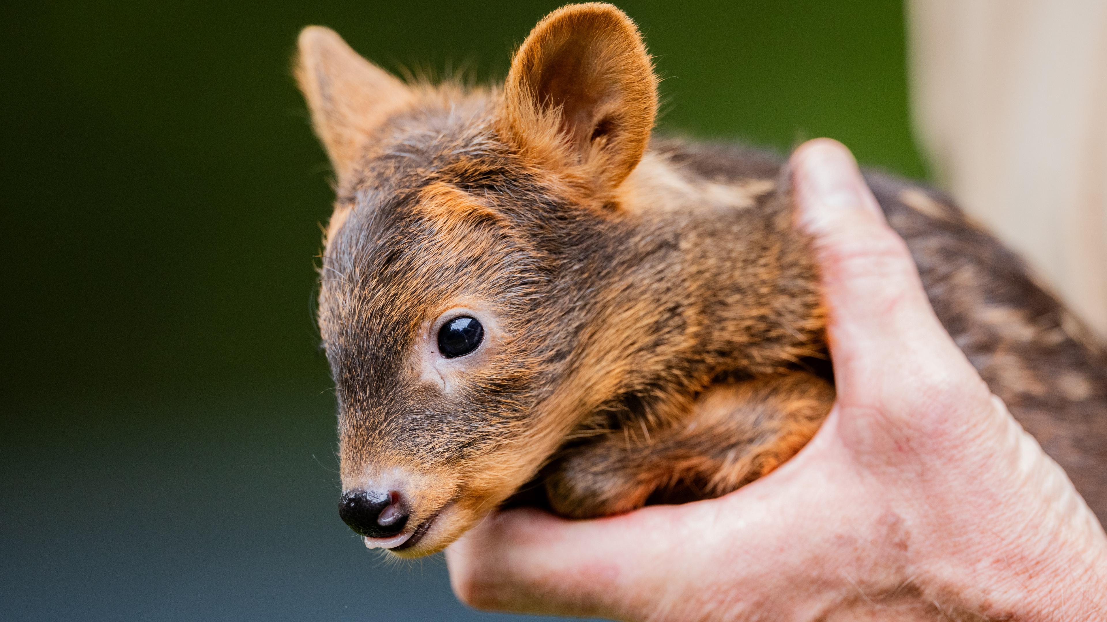 Weibliches Südpudu Baby Adora sitzt auf der Hand eines Pflegers im Kölner Zoo