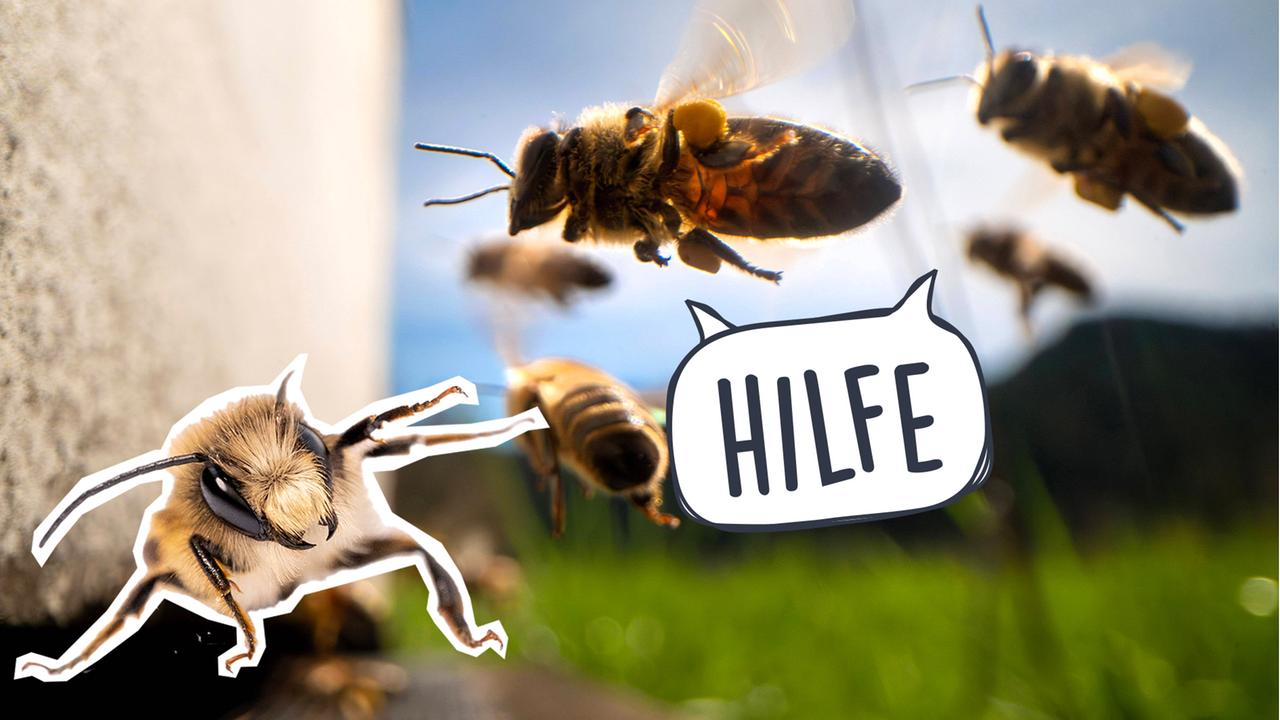 Fliegende Bienen mit Hilfe-Sprechblase