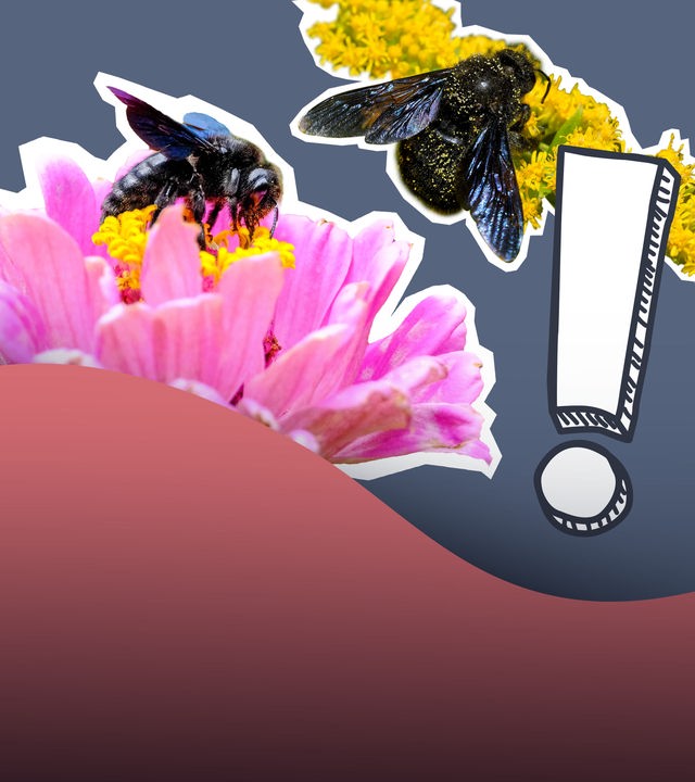 Fliegende Bienen mit Hilfe-Sprechblase