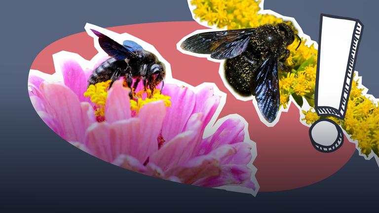 Fliegende Bienen mit Hilfe-Sprechblase
