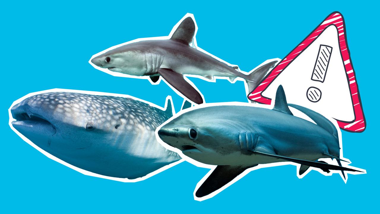 Bedrohte Haie