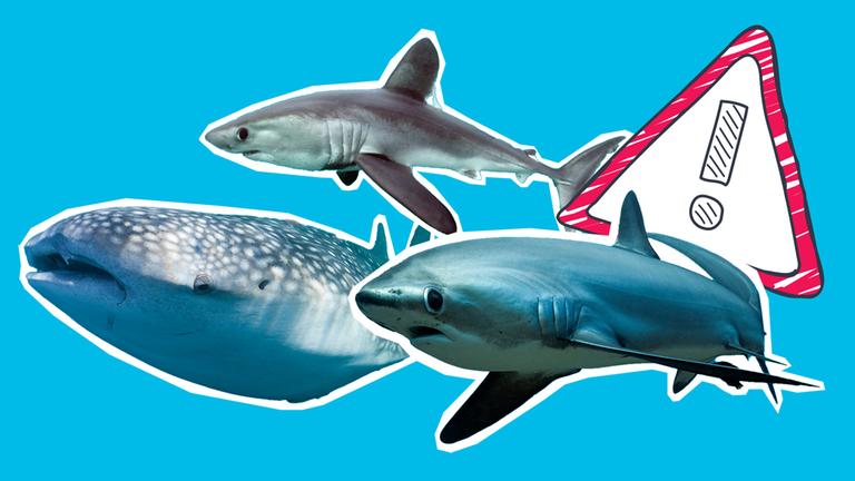 Bedrohte Haie