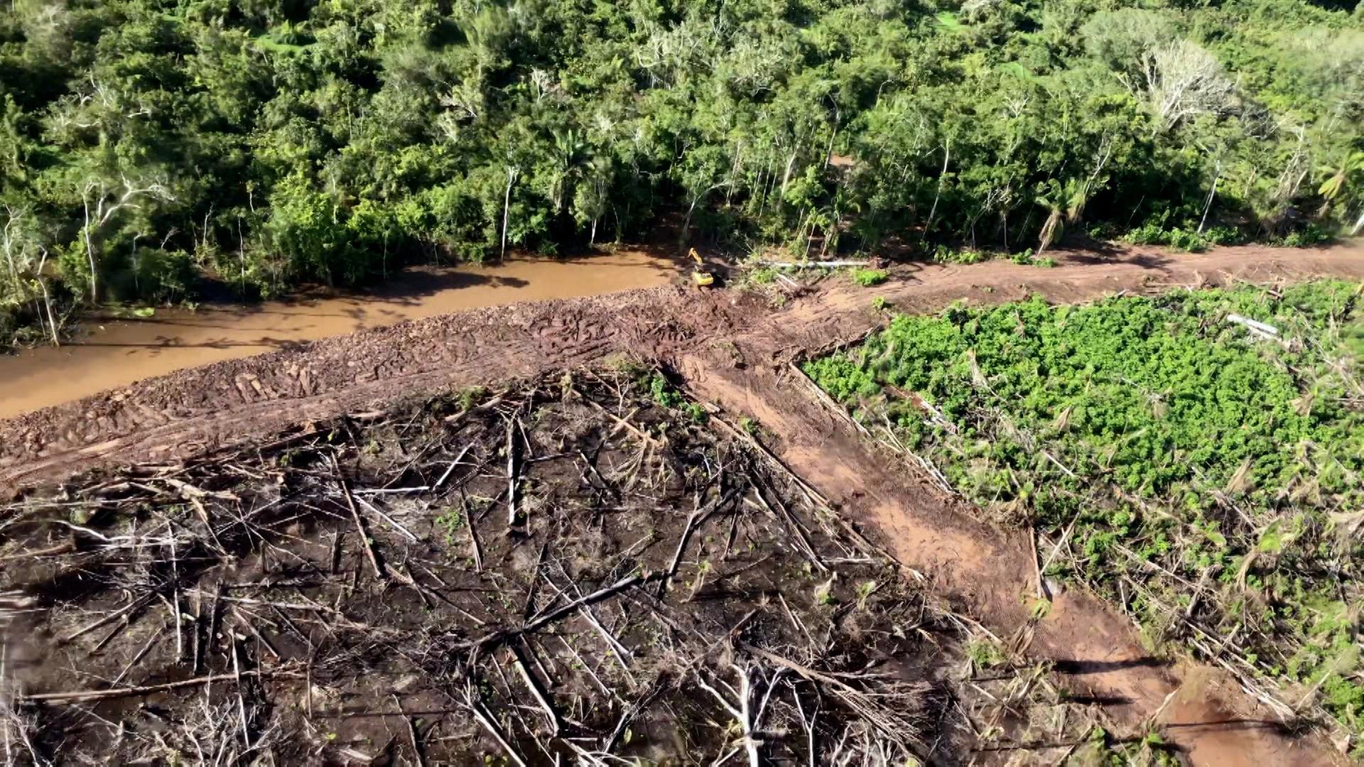 Abgeholzte Wälder inmitten von dreckigem Wasser