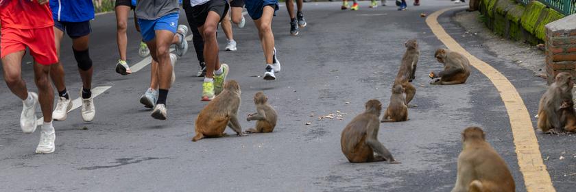 Jogger laufen auf einer Straße. Kleine Affen sitzen auf der Straße. 